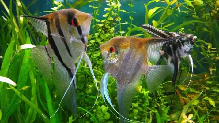 Triibeeritud akvaariumi kala (28 fotot): kollane mustade triibudega, sebrakalade ja teiste akvaariumiga polüsya sortidega. Konkreetsed tunnused 11537_28