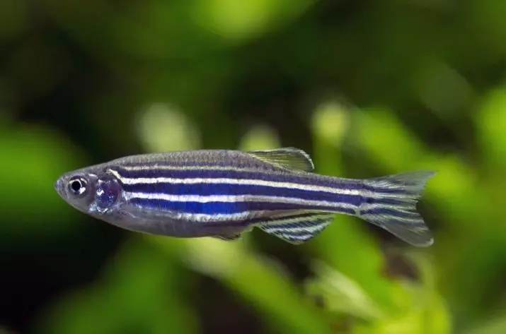 Fish Danio (43 снимки): описание на аквариумните видове. Колко риби живеят? Грижа за запържване. Vivorny danio или не? Съвместим с тях 11538_10