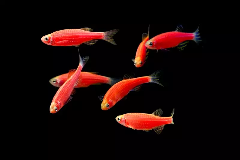 Риба Данио (43 фотографии): опис на аквариумски видови. Колку риби живеат? Грижа за СРЈ. Vivorny danio или не? Компатибилен со нив 11538_11