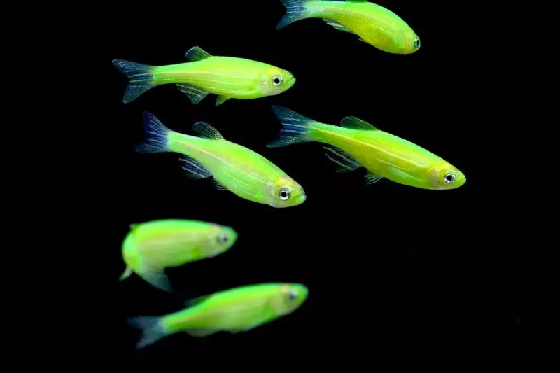 Ryba Danio (43 zdjęcia): opis gatunków akwariowych. Ile żyje ryb? Dbanie o smażenie. Vivorny Danio czy nie? Kompatybilny z nich 11538_12