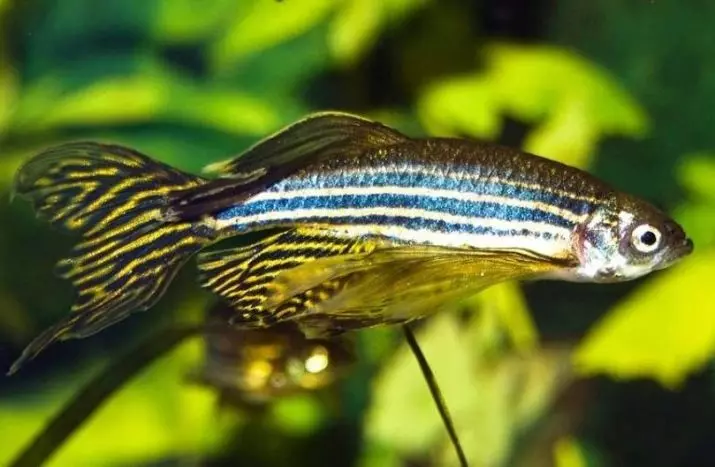 Рибки даніо (43 фото): опис акваріумних видів. Скільки живуть риби? Догляд за мальками. Живородящі даніо чи ні? їх сумісність 11538_13