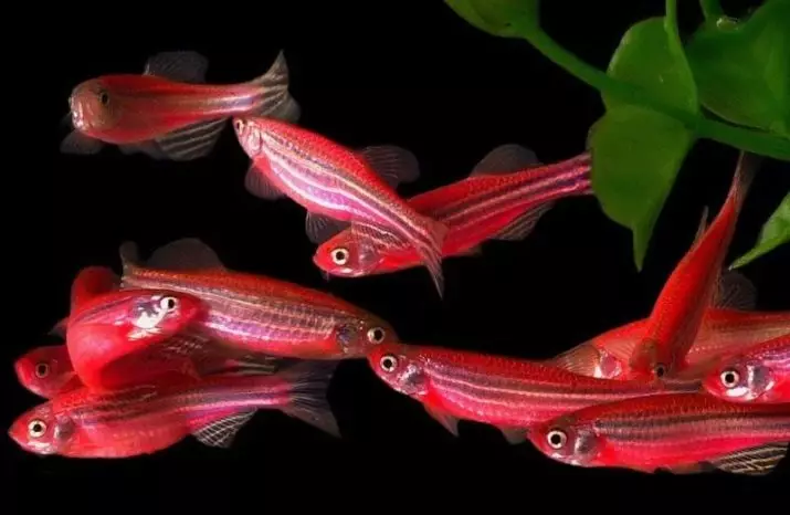 مچھلی ڈینیو (43 فوٹو): ایکویریم پرجاتیوں کی وضاحت. کتنے مچھلی رہتے ہیں؟ بھری کی دیکھ بھال ویوورنی ڈینیو یا نہیں؟ ہم آہنگ ان 11538_14