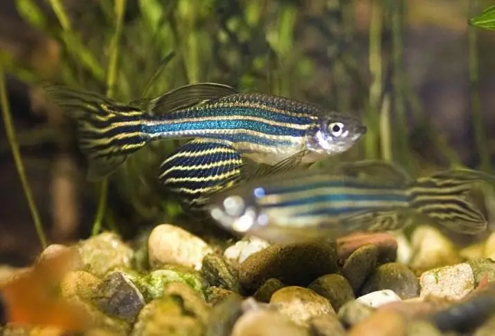 ماهی Danio (43 عکس): شرح گونه های آکواریوم. چند ماهی زنده است؟ مراقبت از سرخ Vivorny danio یا نه؟ سازگار با آنها 11538_16
