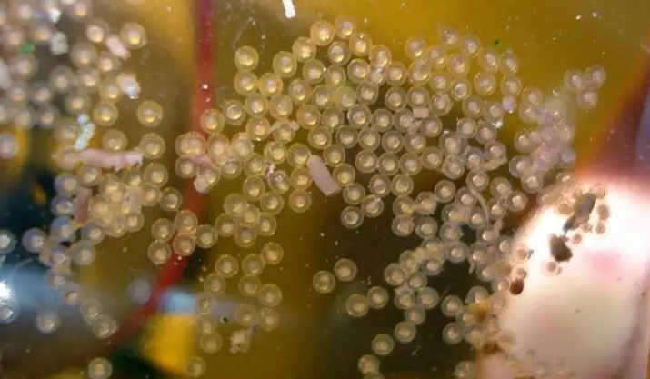 Ikan Danio (43 foto): Penjelasan spesies akuarium. Berapa banyak ikan yang hidup? Merawat goreng. Vivorny Danio atau tidak? Kompatibel dengan mereka 11538_27