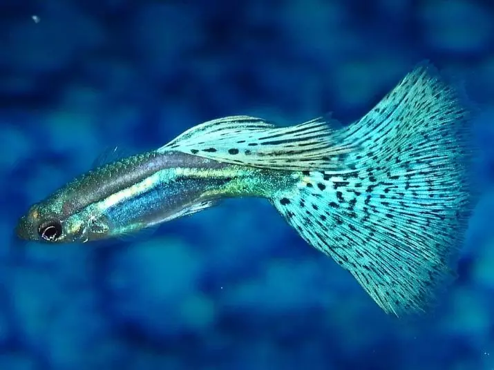 سمك دانيو (43 صورة): وصف لأنواع حوض السمك. كم من الأسماك تعيش؟ رعاية فراي. فيفورني دانيو أم لا؟ متوافق لهم 11538_29