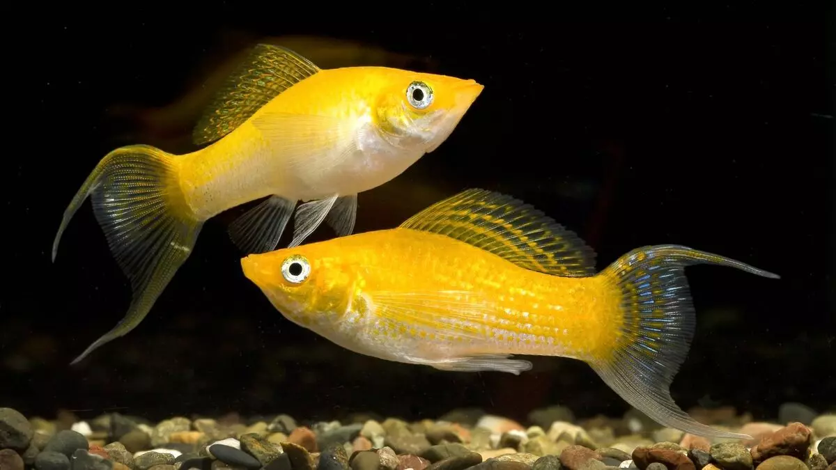 물고기 Danio (43 사진) : 수족관 종에 대한 설명. 얼마나 많은 물고기가 살고 있습니까? 튀김을 돌보는 것. vivorny danio 또는 not? 호환 가능합니다 11538_34