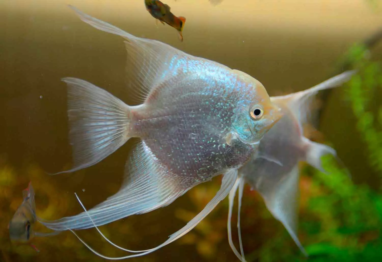 Ryby Danio (43 fotek): popis akvarijních druhů. Kolik ryb žije? Péče o smaření. Vivorny Danio nebo ne? Kompatibilní je 11538_37