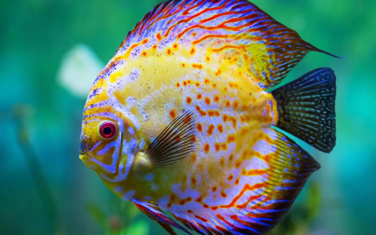 Фисх Данио (43 фотографије): Опис врста акваријум. Колико риба живи? Брига за СРЈ. Виворни Данио или не? Компатибилан их 11538_39