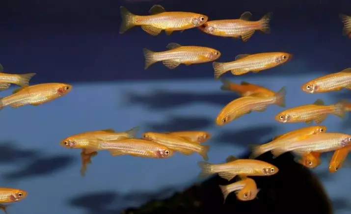 물고기 Danio (43 사진) : 수족관 종에 대한 설명. 얼마나 많은 물고기가 살고 있습니까? 튀김을 돌보는 것. vivorny danio 또는 not? 호환 가능합니다 11538_4