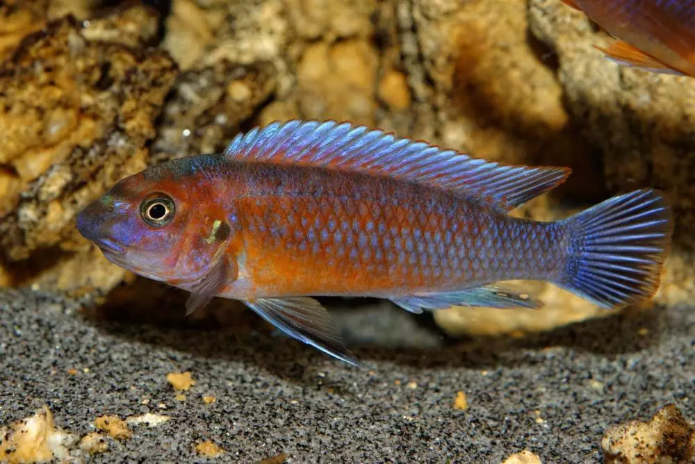 I-Fish Danio (izithombe ezingama-43): Ukuchazwa kwezinhlobo ze-aquarium. Zingaki izinhlanzi eziphilayo? Ukunakekela Fry. UVivorlly Danio noma cha? Zihambisane 11538_40
