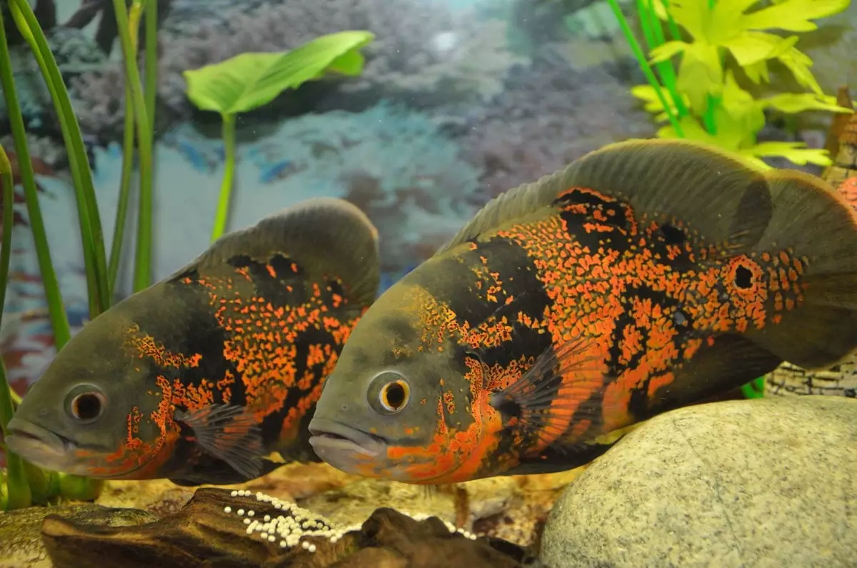 Fish Danio (43 sary): famaritana ireo karazana aquarium. Firy ny trondro velona? Mikarakara FRY. Vivorny Danio sa tsia? Mifanaraka aminy 11538_41