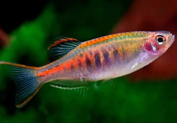 물고기 Danio (43 사진) : 수족관 종에 대한 설명. 얼마나 많은 물고기가 살고 있습니까? 튀김을 돌보는 것. vivorny danio 또는 not? 호환 가능합니다 11538_6