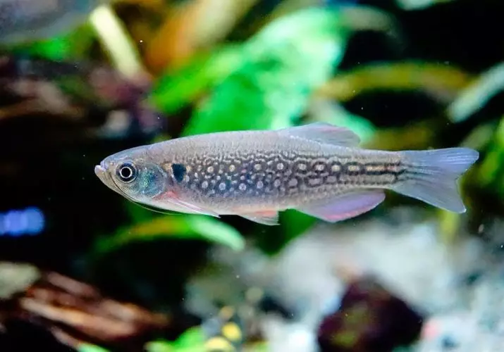 Fish Danio (43 sary): famaritana ireo karazana aquarium. Firy ny trondro velona? Mikarakara FRY. Vivorny Danio sa tsia? Mifanaraka aminy 11538_7