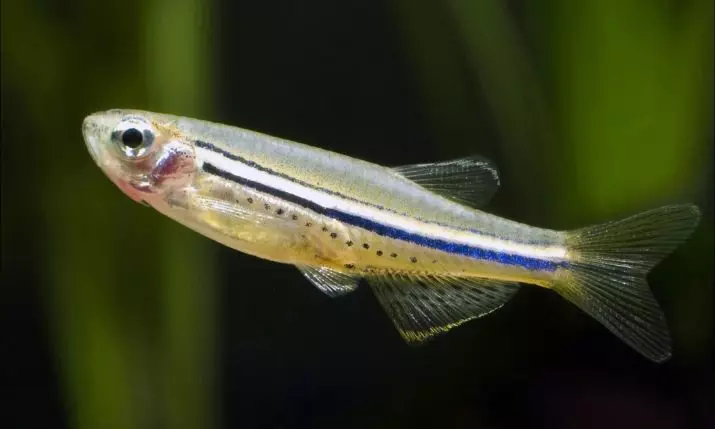Ryby DANIO (43 fotiek): popis druhov akvarijných. Koľko rýb žije? Starostlivosť o poter. Vivorny Danio alebo nie? Kompatibilný 11538_9
