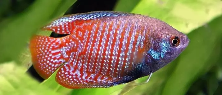 Peixes de acuario rosa (22 fotos): Danio Roerio e nomes doutros peixes rosados ​​para acuario, peixes pequenos e grandes de rosa brillante 11540_10