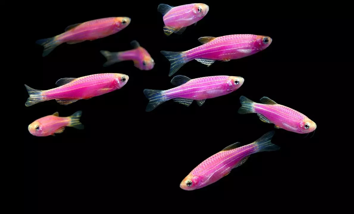Ружичаста акваријумска риба (22 фотографије): Данио Роерио и имена других ружичастих риба за акваријум, малу и велику јарку ружичасту рибу 11540_12