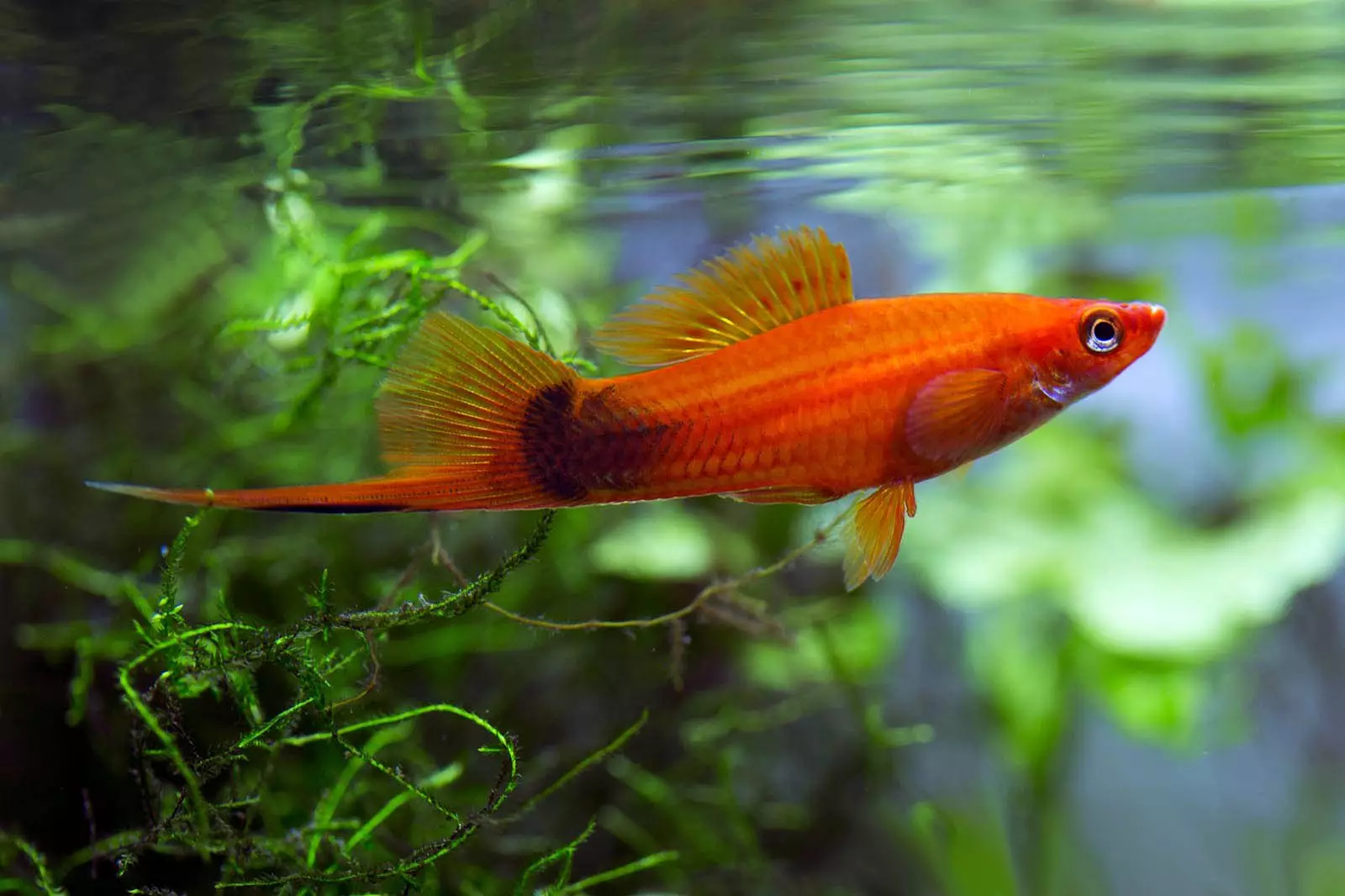 Pink Aquarium Fish (22 billeder): Danio Roerio og navne på anden pink fisk til akvarium, lille og stor lyserød fisk 11540_14