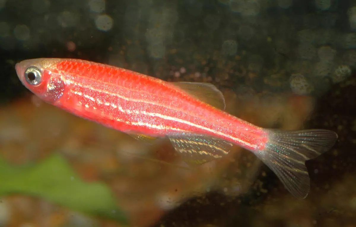 Rosa Aquarium Fësch (22 Fotoen): Danio Roerio an Nimm vun aneren rosa Fësch fir Aquarium, klengt a grousse hellegen a grousse hellege Freideg 11540_15