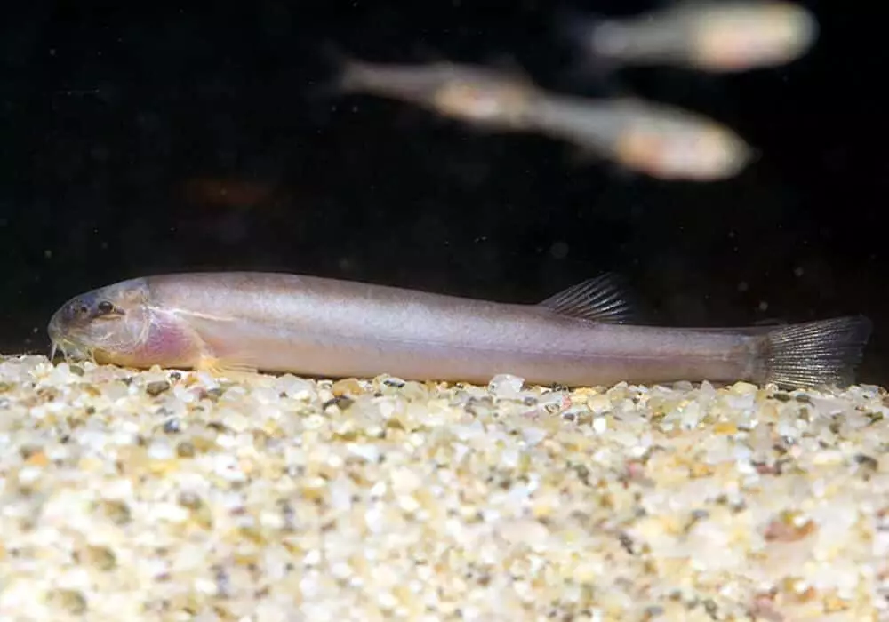 Pink Aquarium Fish (22 fotografije): Danio Roerio i imena drugih ružičastih riba za akvarij, mala i velika svijetla ružičasta riba 11540_16