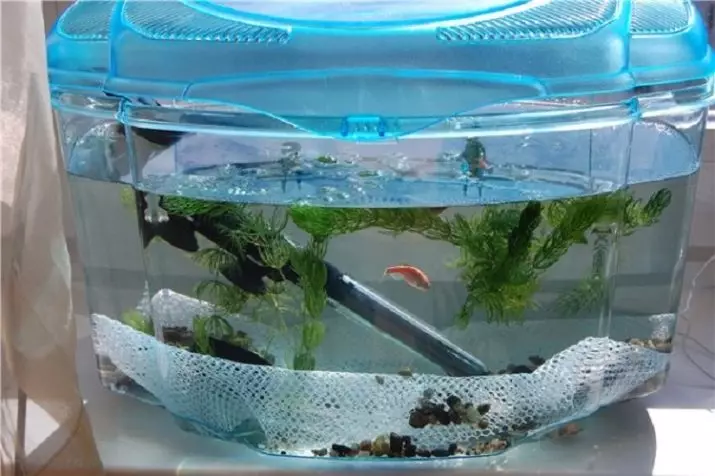 Ружичаста акваријумска риба (22 фотографије): Данио Роерио и имена других ружичастих риба за акваријум, малу и велику јарку ружичасту рибу 11540_19