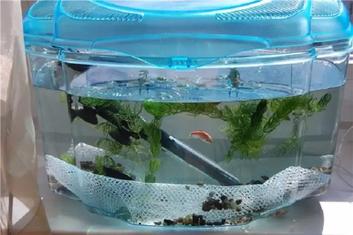 Kalluunka Pink Aquarium (22 sawir): Danio Roerio iyo magacyada kalluunka kale ee casaanka ah ee aquarium-ka, kalluunka yar ee casaan weyn iyo weynba 11540_19