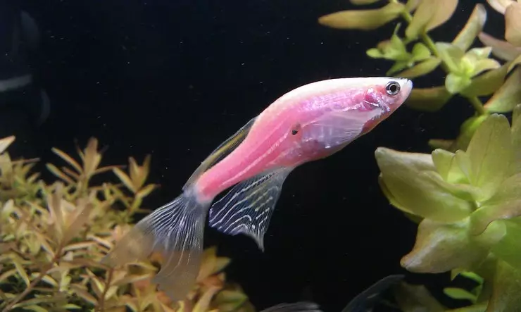 Peixe de aquário rosa (22 fotos): Danio Roerio e nomes de outros peixes cor-de-rosa para aquário, pequeno e grande peixe rosa brilhante 11540_2