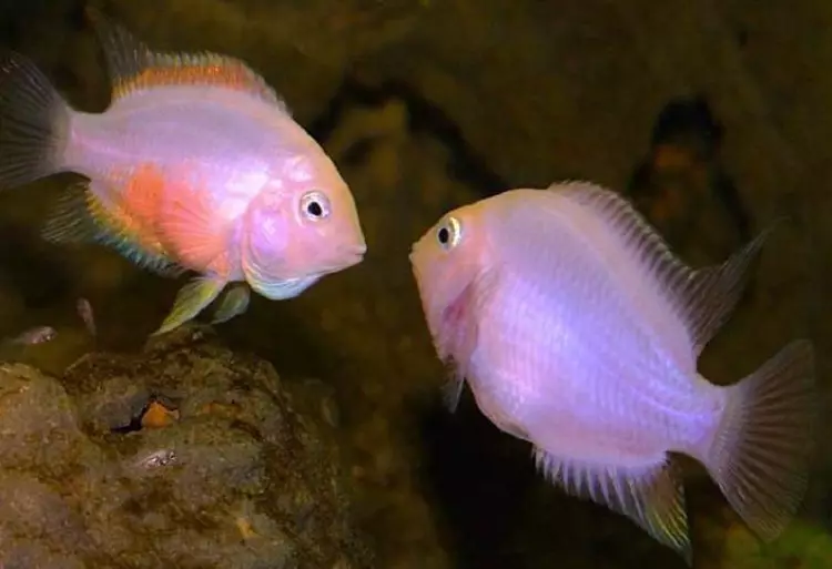 핑크 수족관 물고기 (22 개 사진) : 다니오 Roerio 및 수족관 용 기타 핑크 물고기의 이름, 크고 작은 밝은 분홍색 물고기 11540_3