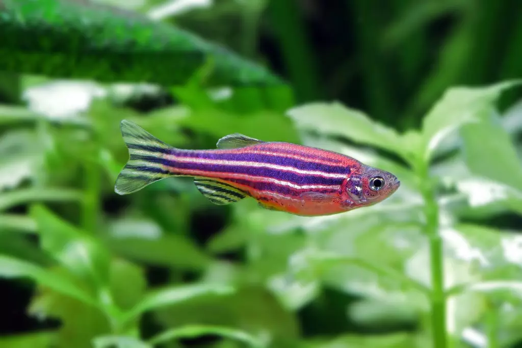 Kalluunka Pink Aquarium (22 sawir): Danio Roerio iyo magacyada kalluunka kale ee casaanka ah ee aquarium-ka, kalluunka yar ee casaan weyn iyo weynba 11540_4