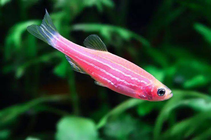 Kalluunka Pink Aquarium (22 sawir): Danio Roerio iyo magacyada kalluunka kale ee casaanka ah ee aquarium-ka, kalluunka yar ee casaan weyn iyo weynba 11540_5