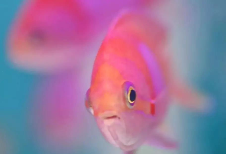 핑크 수족관 물고기 (22 개 사진) : 다니오 Roerio 및 수족관 용 기타 핑크 물고기의 이름, 크고 작은 밝은 분홍색 물고기 11540_6