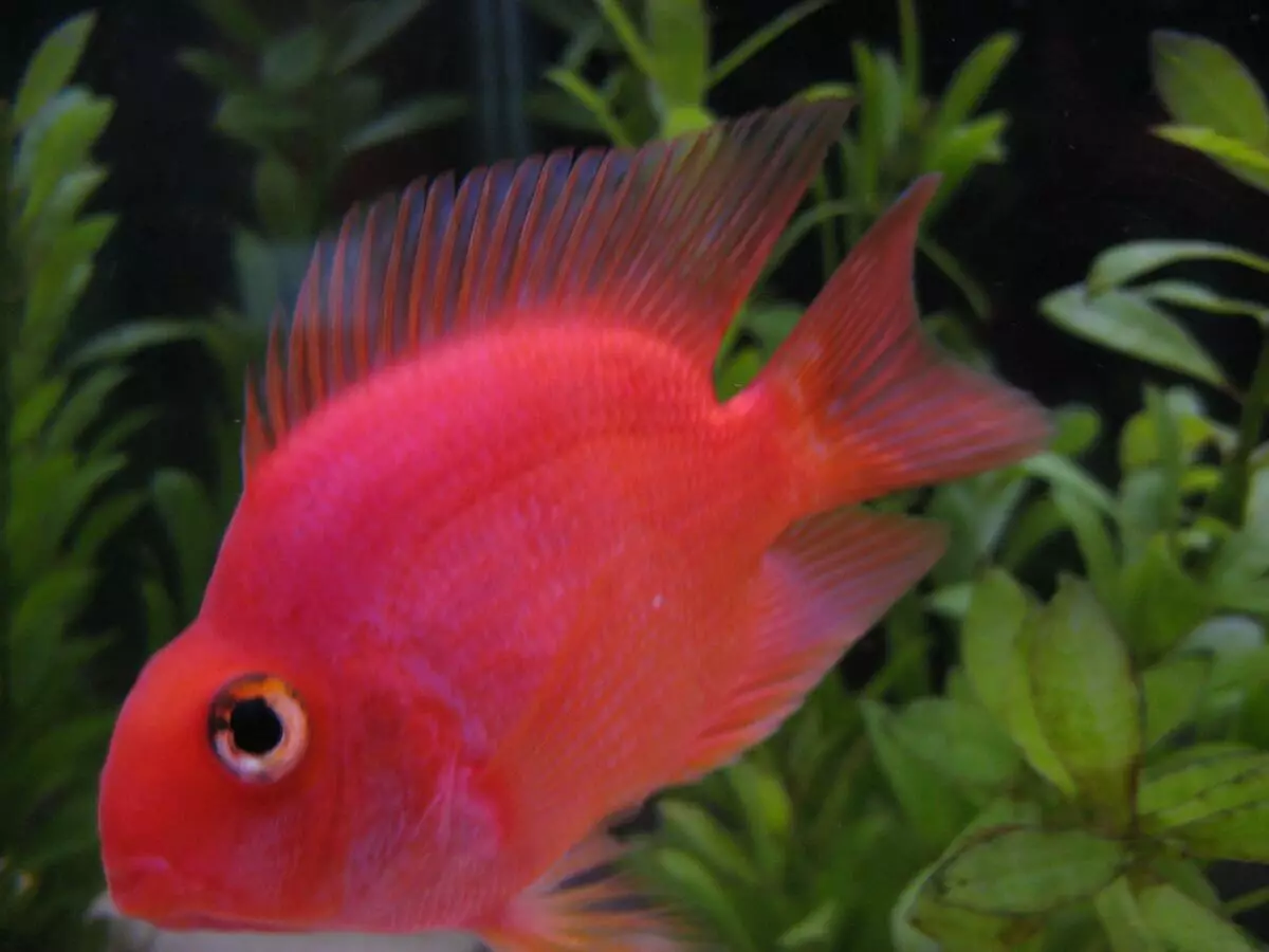 Pink Aquarium Fish (22 fotografije): Danio Roerio i imena drugih ružičastih riba za akvarij, mala i velika svijetla ružičasta riba 11540_7