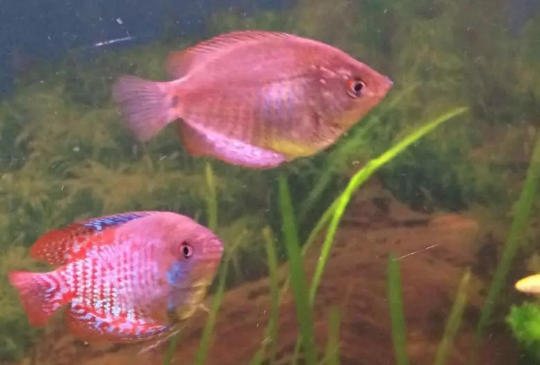 ვარდისფერი აკვარიუმი თევზი (22 ფოტო): Danio Roerio და სახელები სხვა ვარდისფერი თევზი აკვარიუმი, პატარა და დიდი ნათელი ვარდისფერი თევზი 11540_8
