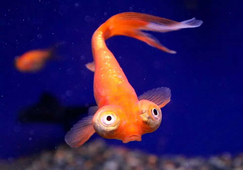 Goldfish (74 פאָטאָס): אַ באַשרייַבונג פון אַקוואַריום פיש מיט נעמען. וואָס זאָל זיין די וואַסער טעמפּעראַטור אין די אַקוואַריום? אינהאַלט און דיילושאַן 11543_10