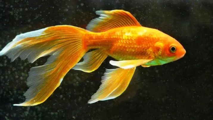 Goldfish (74 פאָטאָס): אַ באַשרייַבונג פון אַקוואַריום פיש מיט נעמען. וואָס זאָל זיין די וואַסער טעמפּעראַטור אין די אַקוואַריום? אינהאַלט און דיילושאַן 11543_12