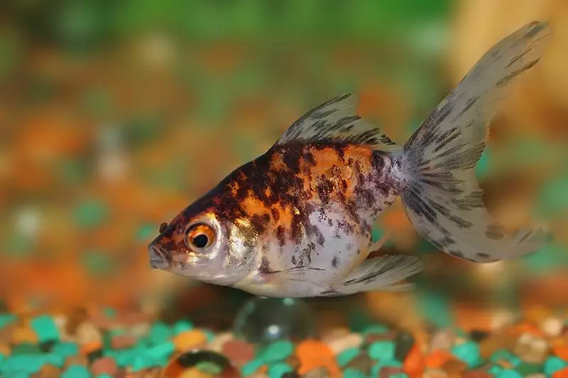 Goldfish (74 פאָטאָס): אַ באַשרייַבונג פון אַקוואַריום פיש מיט נעמען. וואָס זאָל זיין די וואַסער טעמפּעראַטור אין די אַקוואַריום? אינהאַלט און דיילושאַן 11543_13