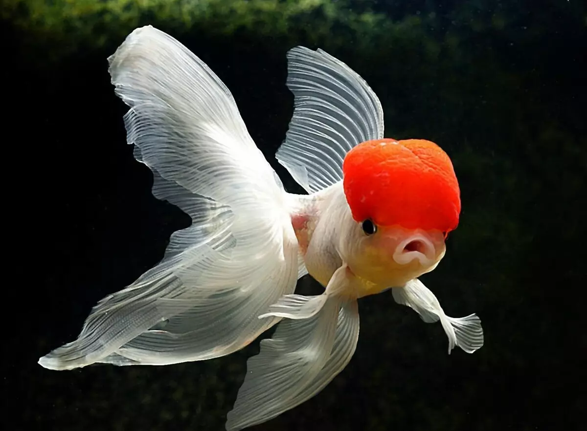 Goldfish (74 פאָטאָס): אַ באַשרייַבונג פון אַקוואַריום פיש מיט נעמען. וואָס זאָל זיין די וואַסער טעמפּעראַטור אין די אַקוואַריום? אינהאַלט און דיילושאַן 11543_16