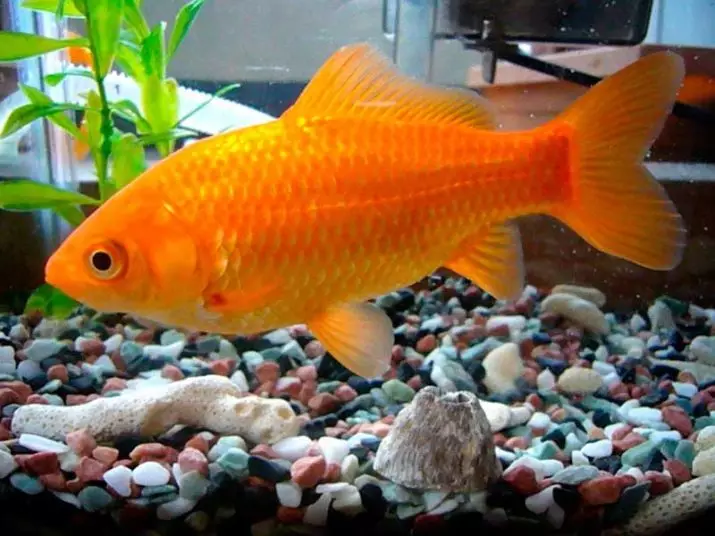 Goldfish (74 פאָטאָס): אַ באַשרייַבונג פון אַקוואַריום פיש מיט נעמען. וואָס זאָל זיין די וואַסער טעמפּעראַטור אין די אַקוואַריום? אינהאַלט און דיילושאַן 11543_17