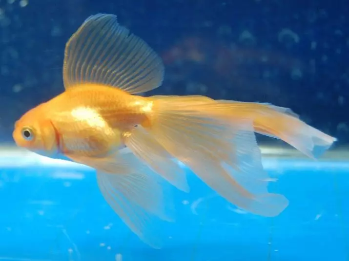 Goldfish (74 פאָטאָס): אַ באַשרייַבונג פון אַקוואַריום פיש מיט נעמען. וואָס זאָל זיין די וואַסער טעמפּעראַטור אין די אַקוואַריום? אינהאַלט און דיילושאַן 11543_21