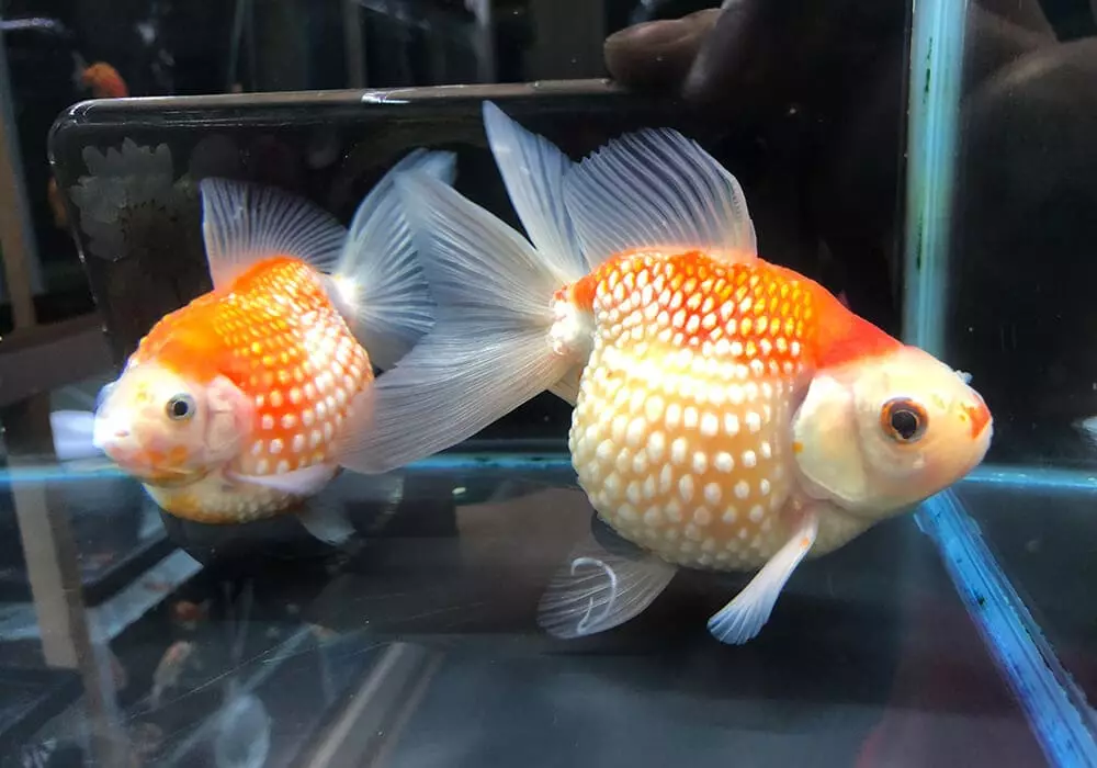 Goldfish (74 פאָטאָס): אַ באַשרייַבונג פון אַקוואַריום פיש מיט נעמען. וואָס זאָל זיין די וואַסער טעמפּעראַטור אין די אַקוואַריום? אינהאַלט און דיילושאַן 11543_22