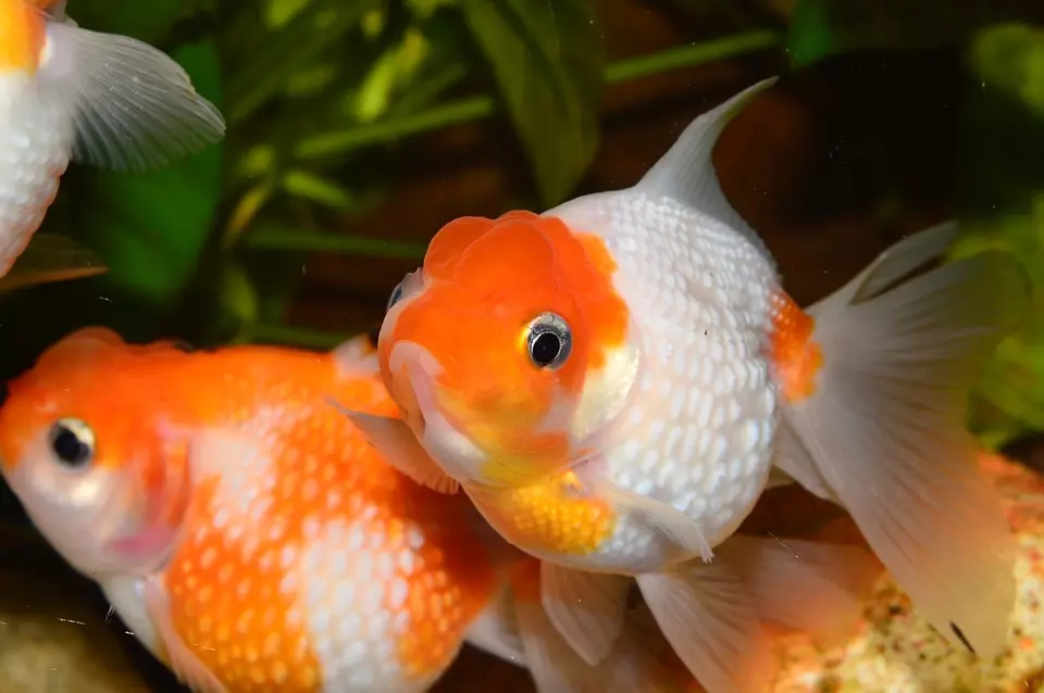 Goldfish (74 פאָטאָס): אַ באַשרייַבונג פון אַקוואַריום פיש מיט נעמען. וואָס זאָל זיין די וואַסער טעמפּעראַטור אין די אַקוואַריום? אינהאַלט און דיילושאַן 11543_23