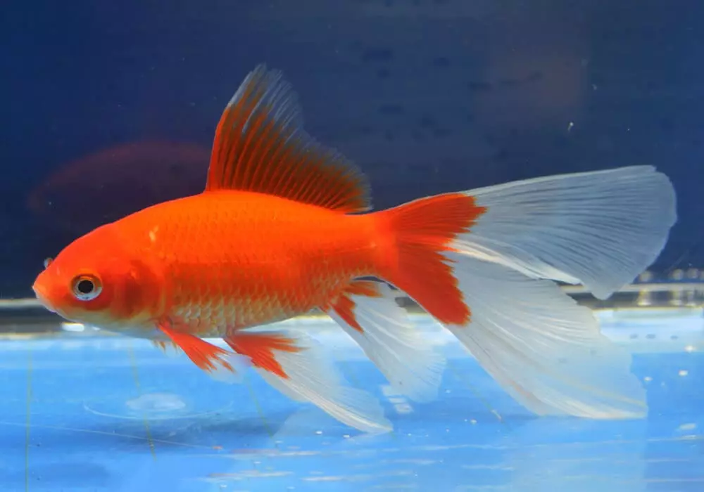 Goldfish (74 פאָטאָס): אַ באַשרייַבונג פון אַקוואַריום פיש מיט נעמען. וואָס זאָל זיין די וואַסער טעמפּעראַטור אין די אַקוואַריום? אינהאַלט און דיילושאַן 11543_24