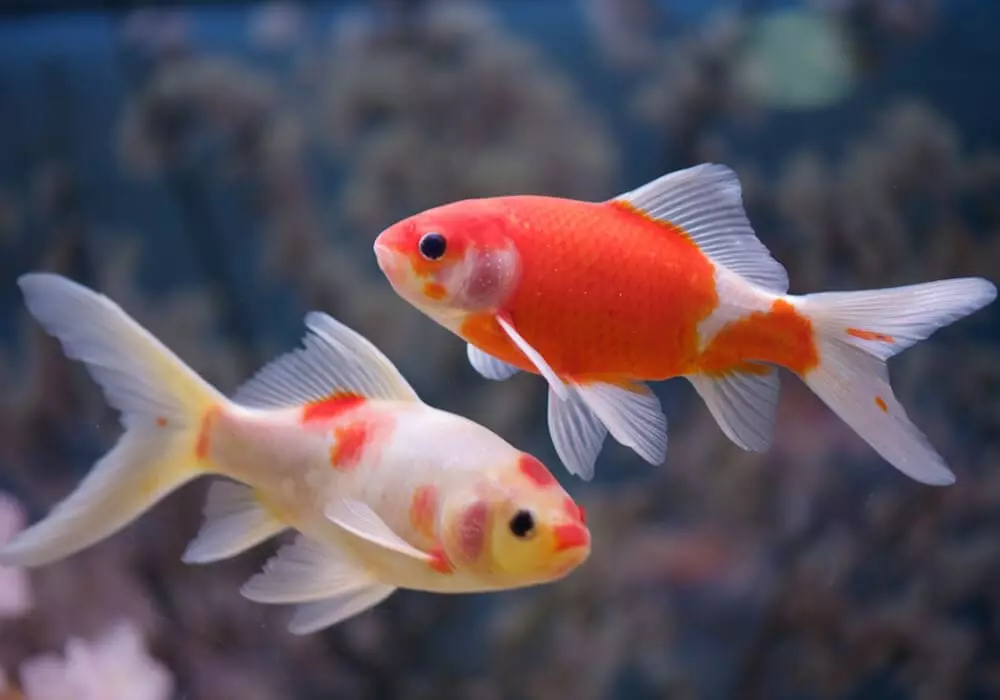 Goldfish (74 פאָטאָס): אַ באַשרייַבונג פון אַקוואַריום פיש מיט נעמען. וואָס זאָל זיין די וואַסער טעמפּעראַטור אין די אַקוואַריום? אינהאַלט און דיילושאַן 11543_25