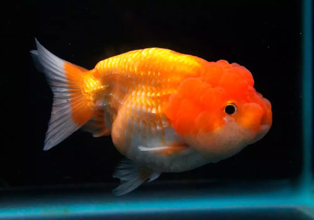 Goldfish (74 פאָטאָס): אַ באַשרייַבונג פון אַקוואַריום פיש מיט נעמען. וואָס זאָל זיין די וואַסער טעמפּעראַטור אין די אַקוואַריום? אינהאַלט און דיילושאַן 11543_26