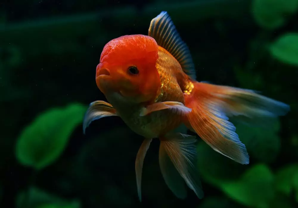 Goldfish (74 פאָטאָס): אַ באַשרייַבונג פון אַקוואַריום פיש מיט נעמען. וואָס זאָל זיין די וואַסער טעמפּעראַטור אין די אַקוואַריום? אינהאַלט און דיילושאַן 11543_30