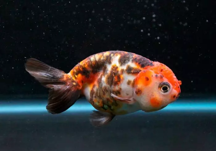 Goldfish (74 פאָטאָס): אַ באַשרייַבונג פון אַקוואַריום פיש מיט נעמען. וואָס זאָל זיין די וואַסער טעמפּעראַטור אין די אַקוואַריום? אינהאַלט און דיילושאַן 11543_35