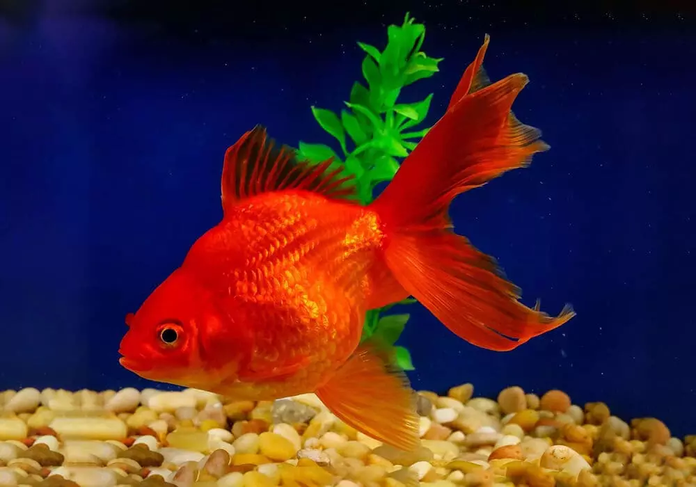 Goldfish (74 פאָטאָס): אַ באַשרייַבונג פון אַקוואַריום פיש מיט נעמען. וואָס זאָל זיין די וואַסער טעמפּעראַטור אין די אַקוואַריום? אינהאַלט און דיילושאַן 11543_36