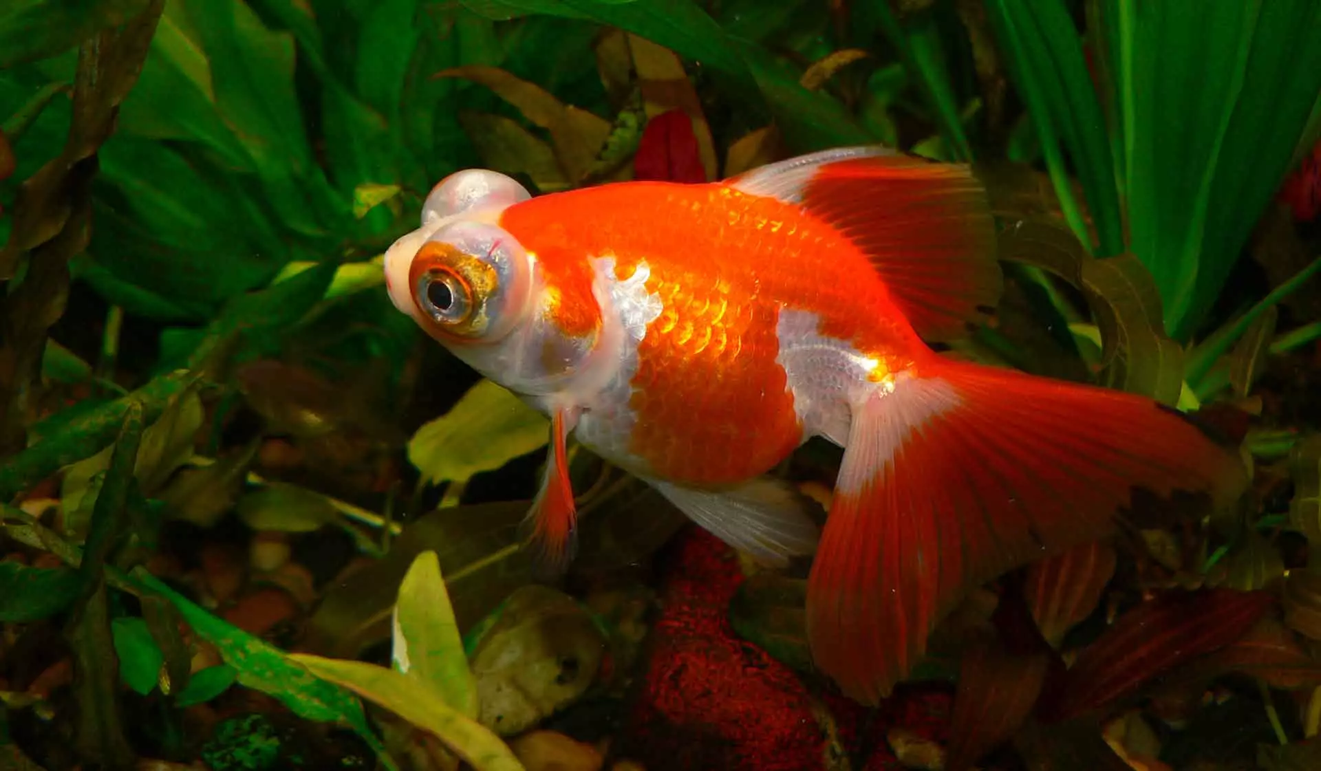 Goldfish (74 פאָטאָס): אַ באַשרייַבונג פון אַקוואַריום פיש מיט נעמען. וואָס זאָל זיין די וואַסער טעמפּעראַטור אין די אַקוואַריום? אינהאַלט און דיילושאַן 11543_38