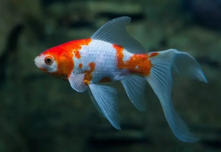 Goldfish (74 פאָטאָס): אַ באַשרייַבונג פון אַקוואַריום פיש מיט נעמען. וואָס זאָל זיין די וואַסער טעמפּעראַטור אין די אַקוואַריום? אינהאַלט און דיילושאַן 11543_4