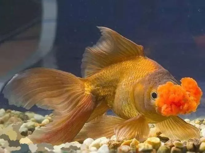 Goldfish (74 פאָטאָס): אַ באַשרייַבונג פון אַקוואַריום פיש מיט נעמען. וואָס זאָל זיין די וואַסער טעמפּעראַטור אין די אַקוואַריום? אינהאַלט און דיילושאַן 11543_43