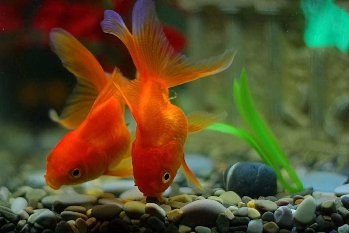 Goldfish (74 פאָטאָס): אַ באַשרייַבונג פון אַקוואַריום פיש מיט נעמען. וואָס זאָל זיין די וואַסער טעמפּעראַטור אין די אַקוואַריום? אינהאַלט און דיילושאַן 11543_49